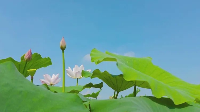 夏至3